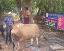 Vets begin Foot & Mouth vaccine for livestock at Shirva